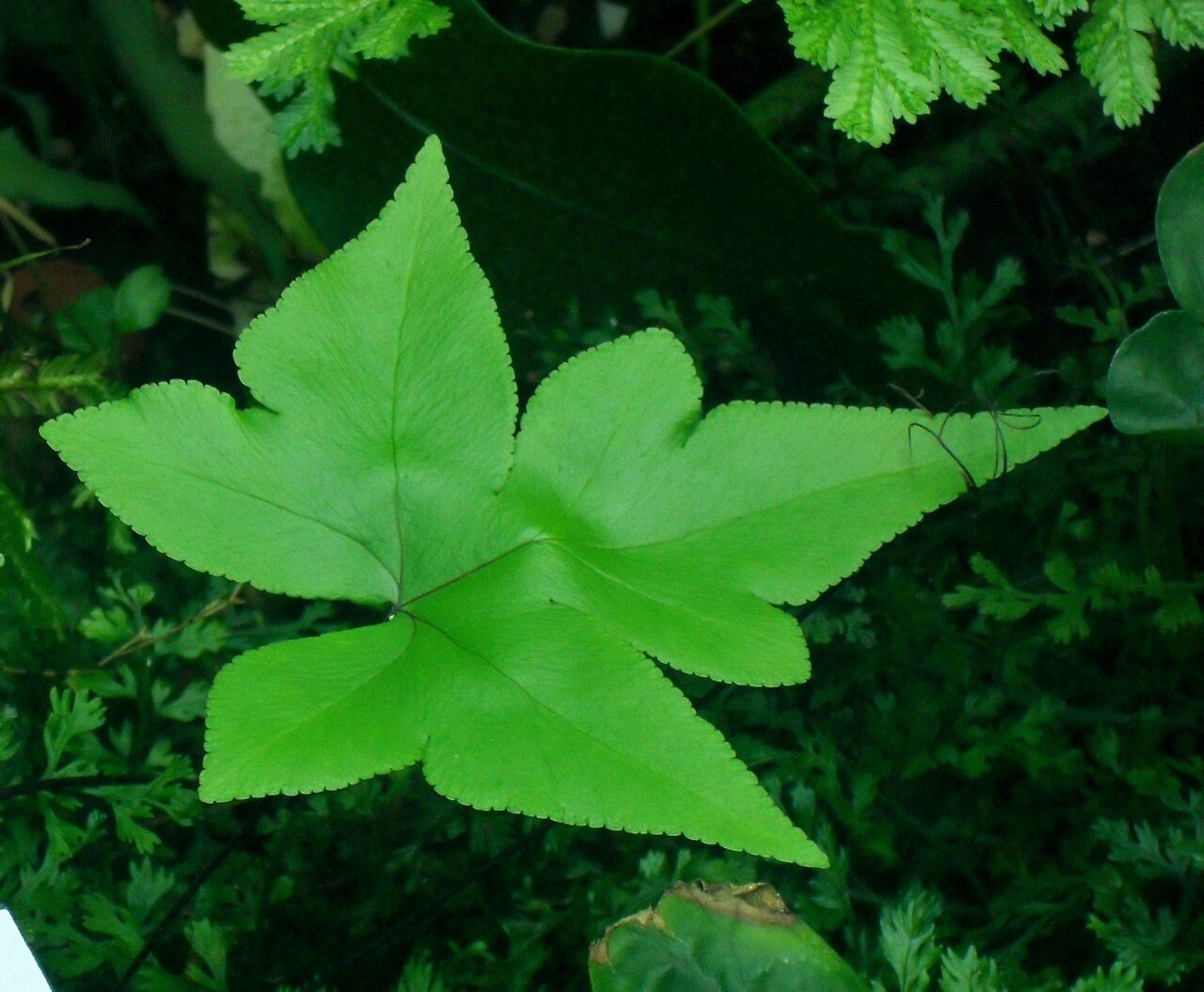 SDC11471 - Doryopteris pedata.JPG
