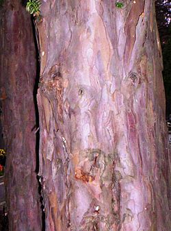 Bark