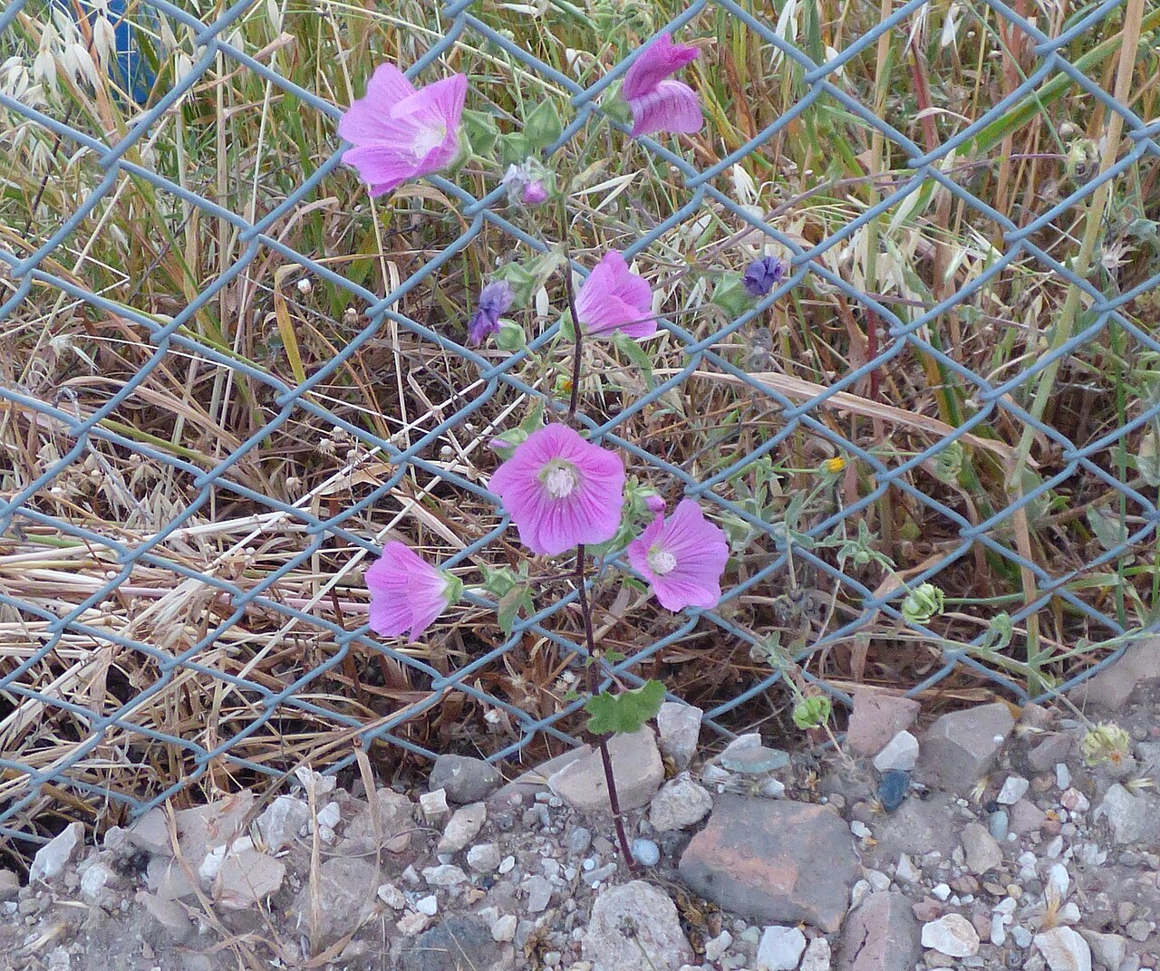 Malva punctata Lavatera punctata in Antalya by David Merrick 05.jpg