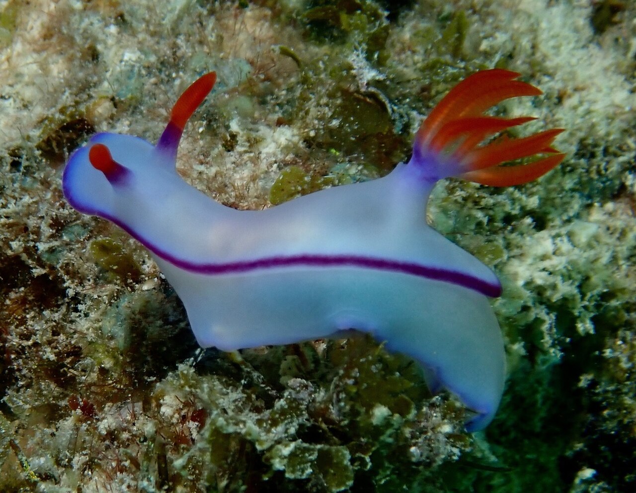 Hypselodoris brycei.jpg