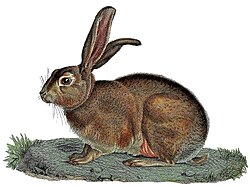 Drawing of a brown hare sitting on the ground