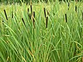 Typha - emergent