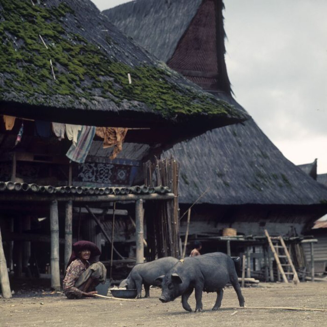COLLECTIE TROPENMUSEUM Varkens in een Karo Batak dorp TMnr 20018496.jpg