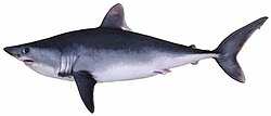 The porbeagle shark is threatened.