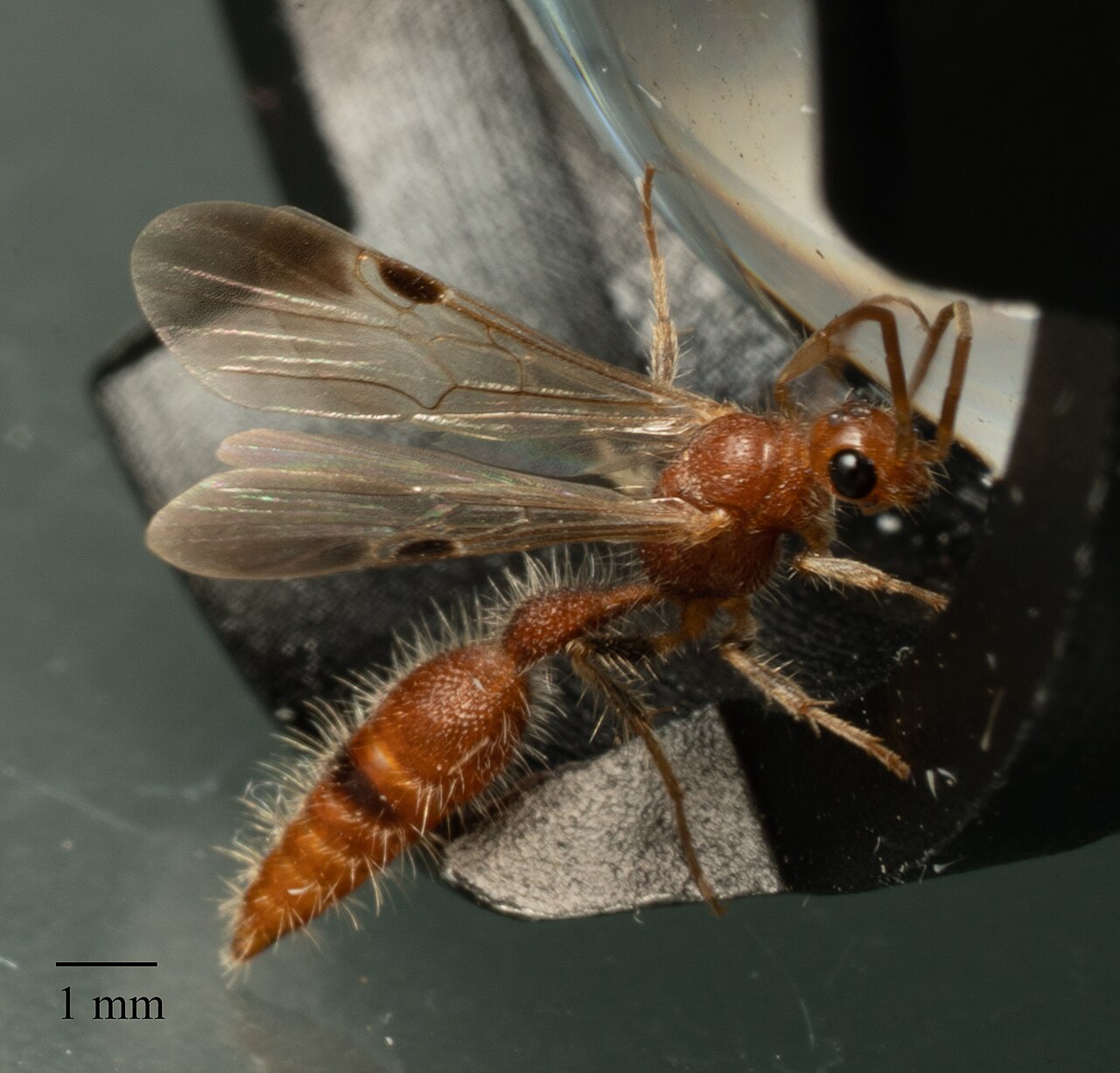 Chyphotes belfragei - inat 164844641.jpg