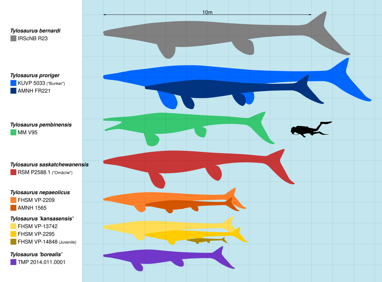 Tylosaur Size.svg