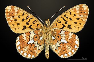 Ventral side