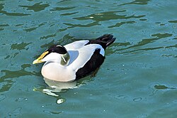 Common eider on Lake Zürich Obersee, Switzerland