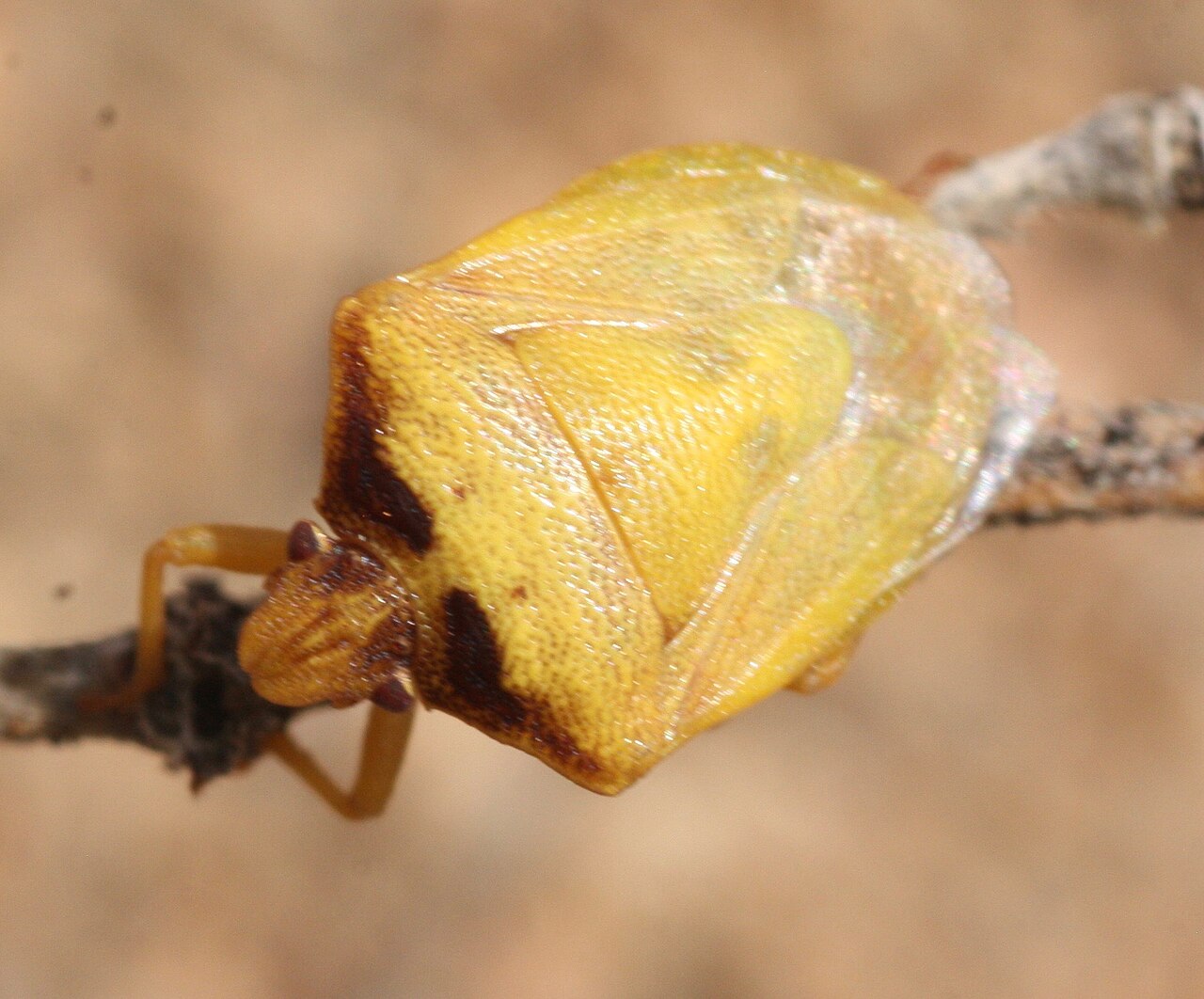 Dendrocoris contaminatus Uhler, 1897 2331885725.jpg