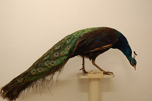 Melanistic black-shouldered Indian peafowl from Naturalis Biodiversity Center, Leiden