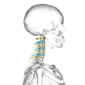 Cervical vertebrae, lateral view (shown in blue and yellow)