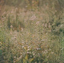 Subtle swirly bokeh in the background