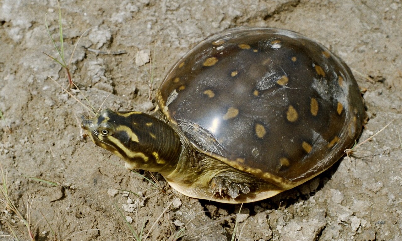 Lissemys punctata andersoni.jpg