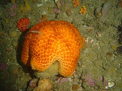 Pteraster capensis