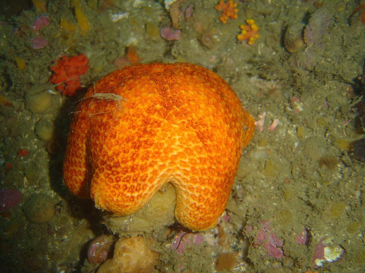 Starfish at Tafelberg deep DSC09595.JPG