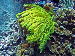 Comaster nobilis