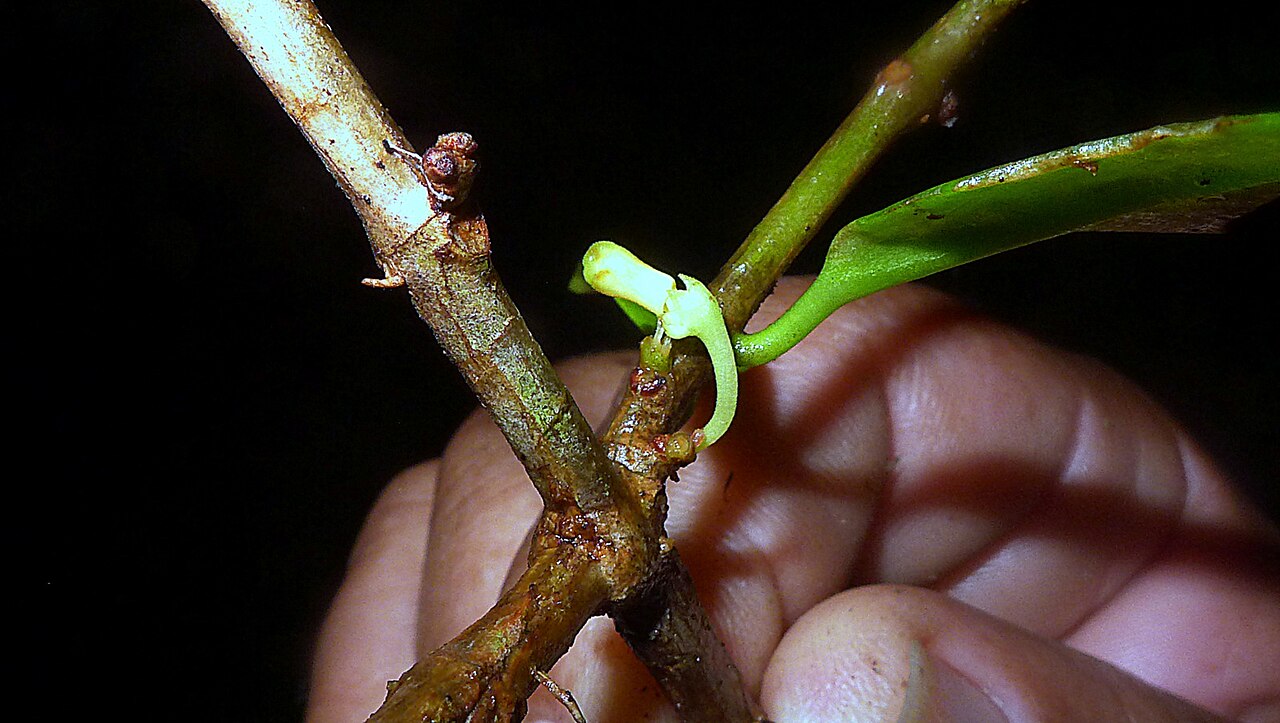 Codonanthopsis uleana (Fritsch) Chautems & Mat. Perret (17166504355).jpg