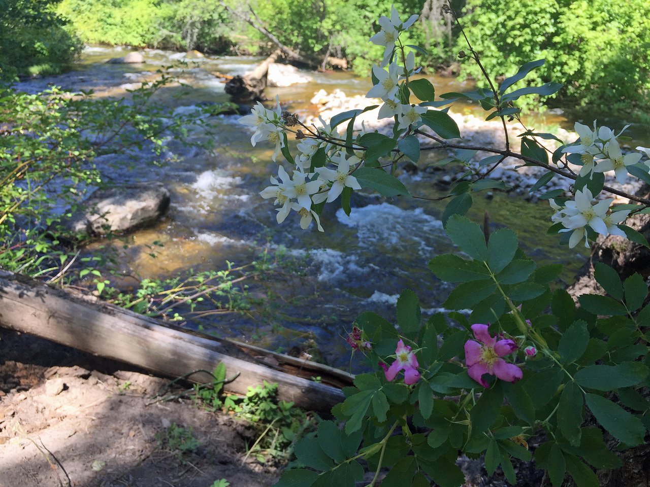 Skalkaho Creek at Centennial Grove July 7, 2017.png