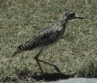 Spotted thick-knee