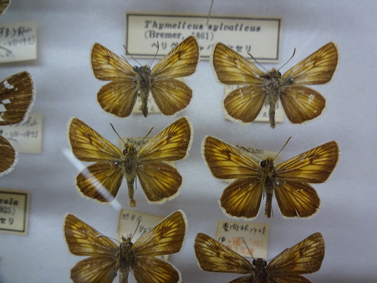 468-Thymelicus sylvaticus.JPG