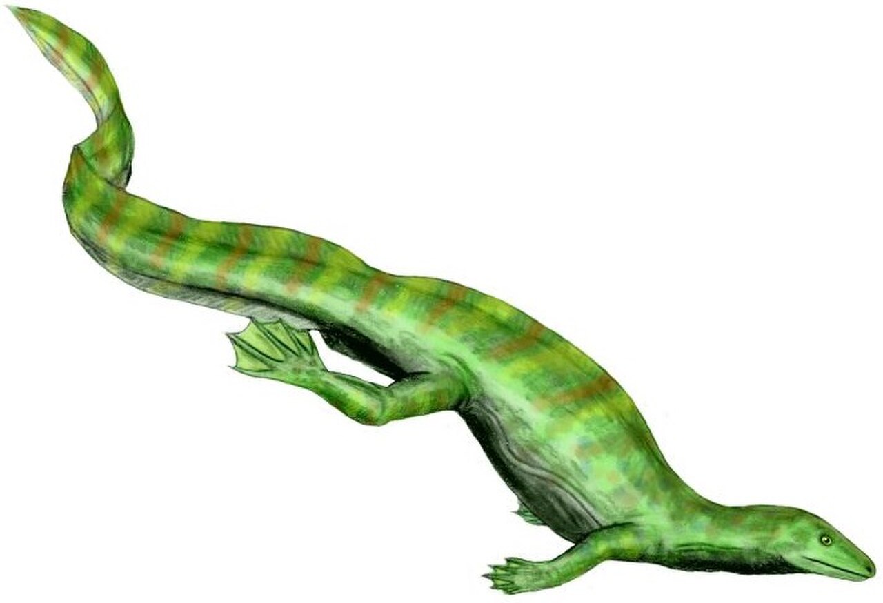 Hovasaurus BW flipped.jpg