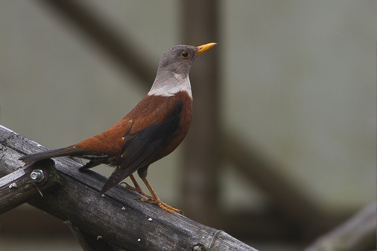 Chestnut Thrush Khangchendzonga Biosphere Reserve West Sikkim India 21.02.2016.jpg