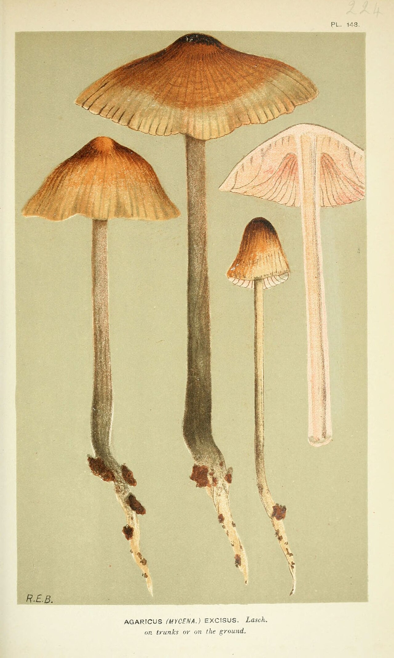 Illustrations of British Fungi (Hymenomycetes), to serve as an atlas to the "Handbook of British Fungi" (Pl. 148) (6056218336).jpg