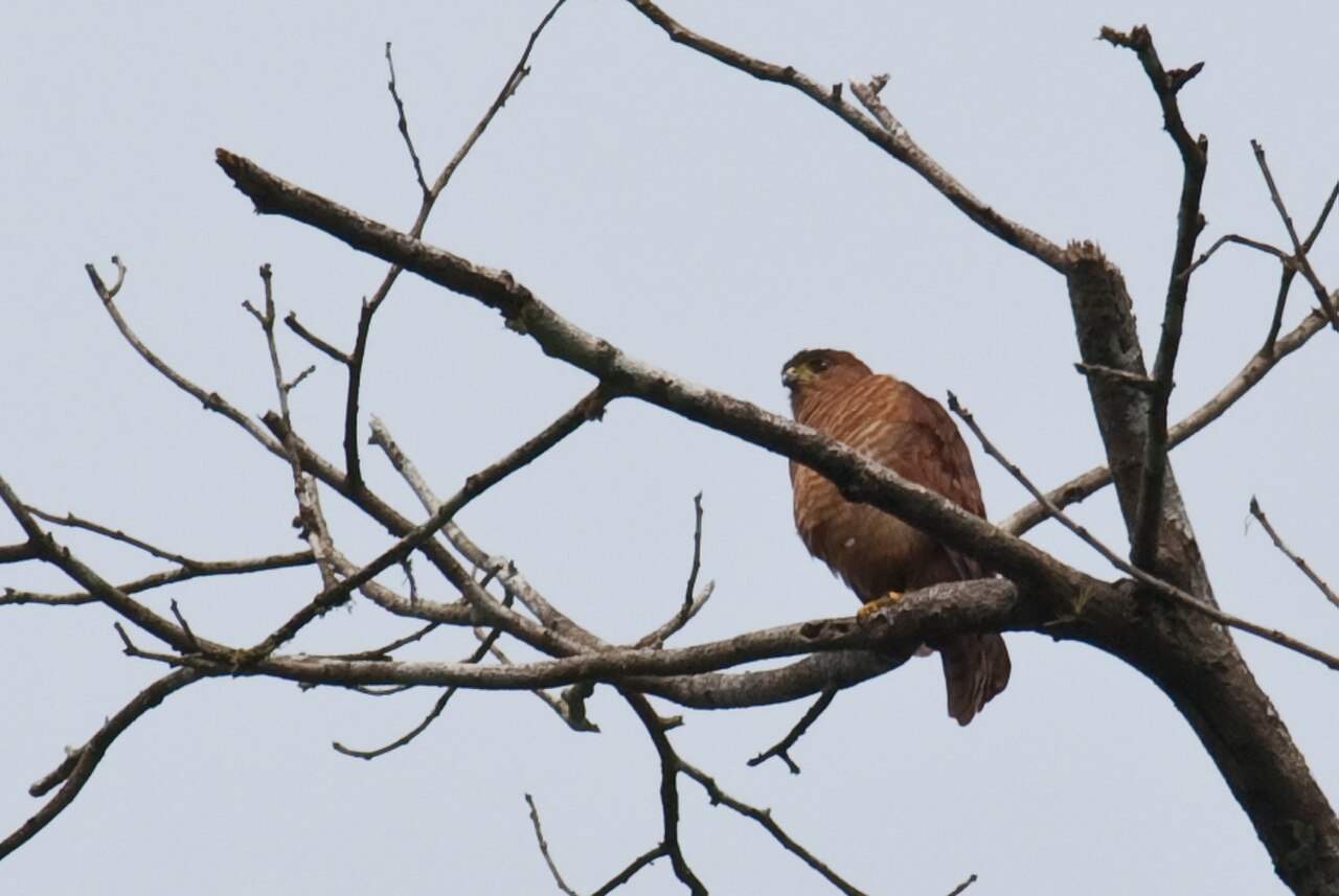 Accipiter superciliosus.jpg