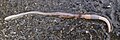 Worms are cheap and effective bait to use for trout and most types of fish.