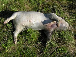 Dead pig in the bloat stage of decomposition.