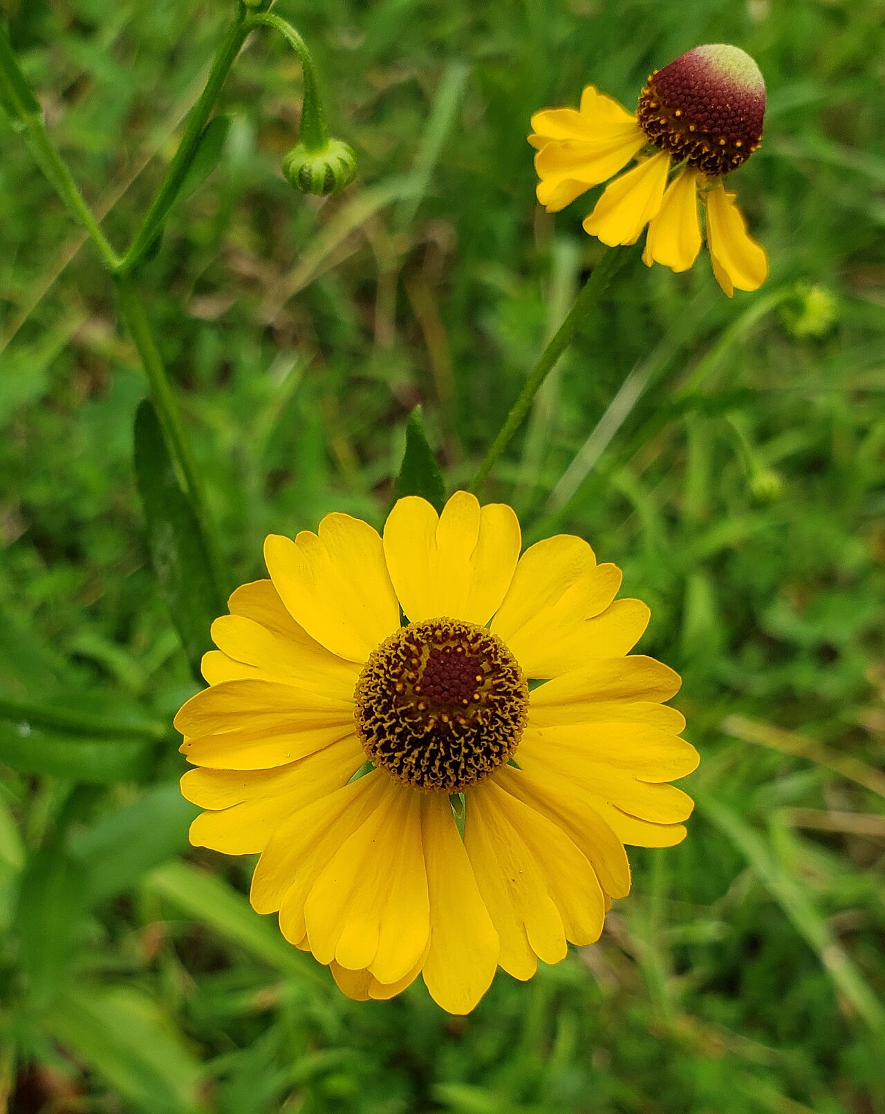 Helenium flexuosum flower.jpg