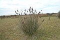 Juncus - emergent