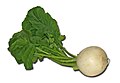 Turnip plant