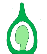Basal