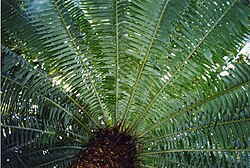 Rosette of pinnate leaves around a cylindrical trunk