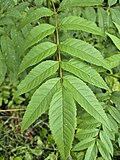 Leaves