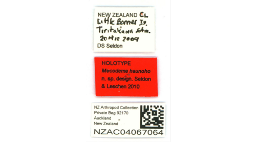 A close-up of a stack of small, rectangular paper museum labels. The top label features the word "HOLOTYPE" printed in bold red ink, alongside handwritten and typed data including geographic coordinates and collection dates.