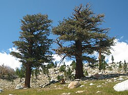 Two large trees with flattened and irregular crowns on a rocky mountain side
