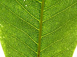 Secretory cavities in leaf