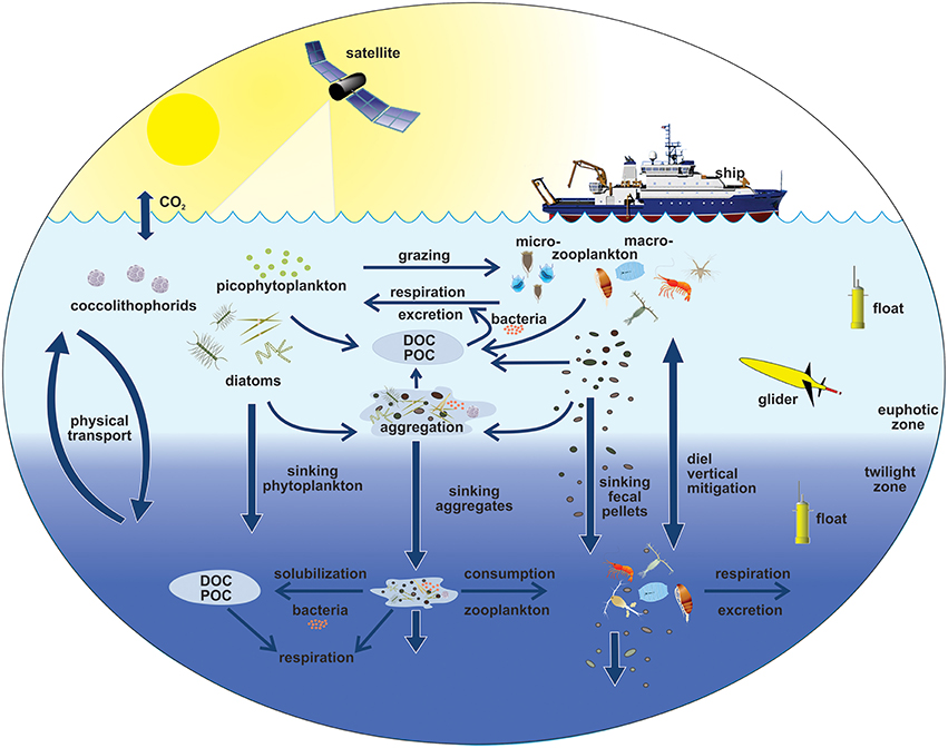 Pelagic food web and the biological pump. Links among the ocean's biological pump and pelagic food web and the ability to sample these components remotely from ships, satellites, and autonomous vehicles. Light blue waters are the euphotic zone, while the darker blue waters represent the twilight zone.[83]