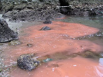 Red tide