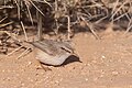 S. i. saharae, Bou-Hedma National Park, Tunisia