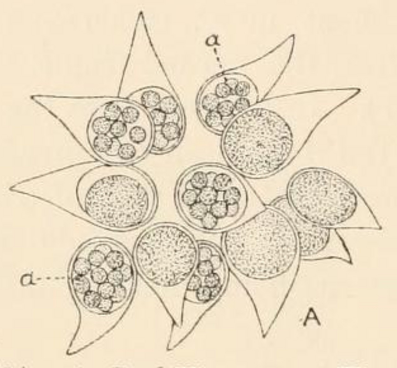 Burkillia cornuta.png