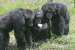 Three chimpanzees with apple
