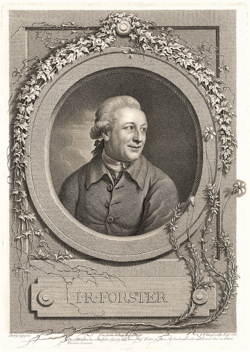Engraving of Forster in a round frame surrounded by Forstera sedifolia plants