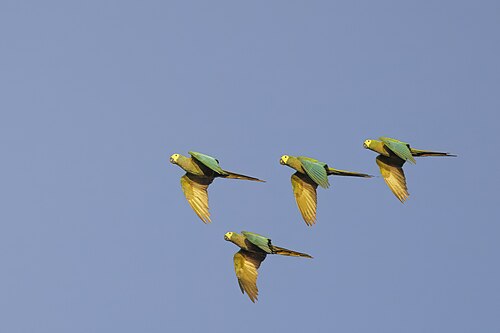 later afternoon flight