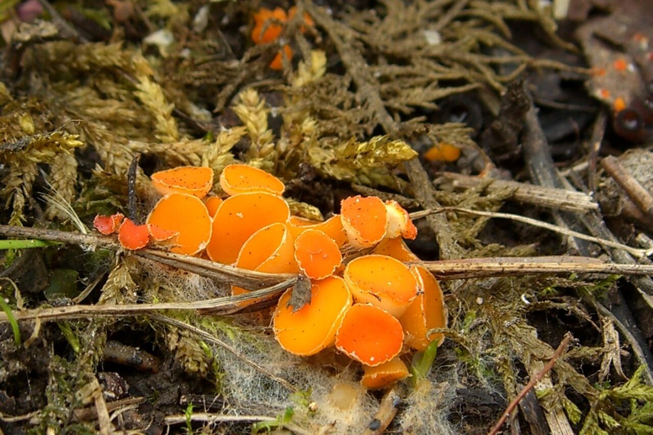 Byssonectria fusispora.jpg