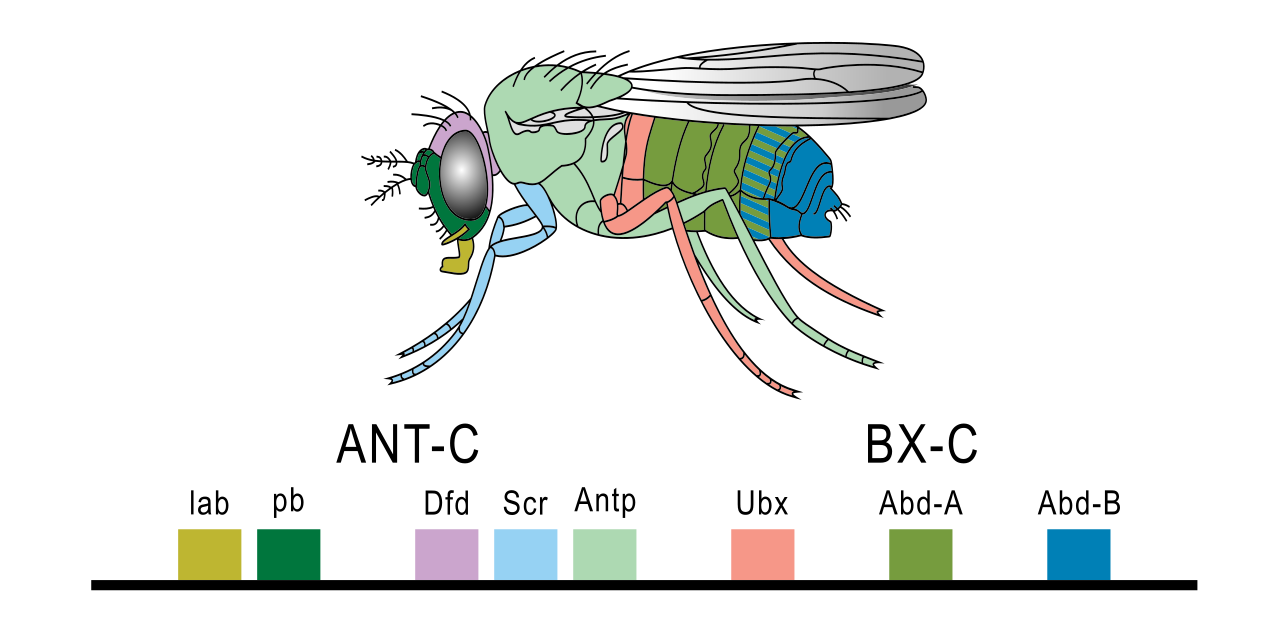 Hoxgenesoffruitfly.svg