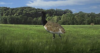 Life restoration of Ergilornis
