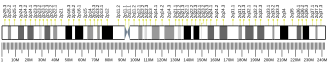 Chromosome 2 (human)